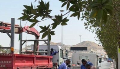 بعد استغاثة من سيدة.. أمانة العاصمة المقدسة تتدخل لإنقاذ “قطة” 