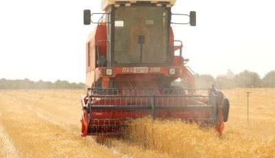 بإنتاج متوقع يبلغ 120 طنًّا.. بدء حصاد القمح بولاية أدم